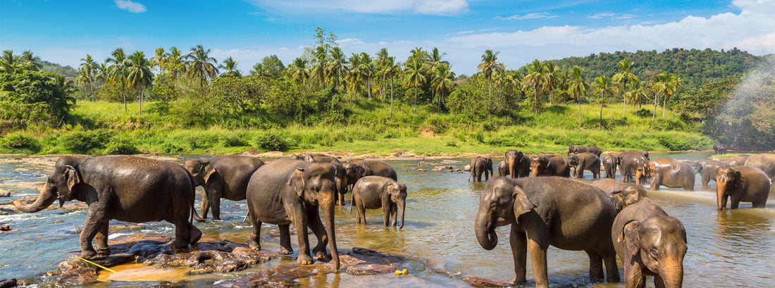 Pinnawala Elephant Orphanage