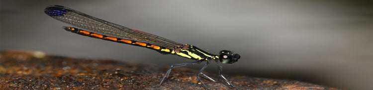 Dragonfly Watching from Sinharaja