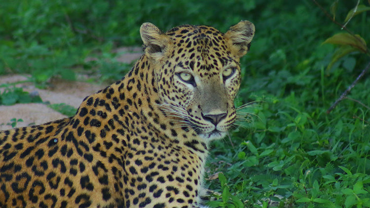 Safari from Panama