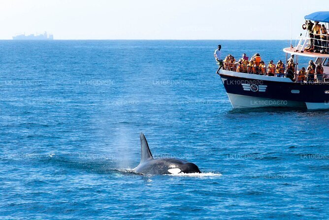 Wildlife Tour Covering Birds, Mammals and Whales (12 Days)