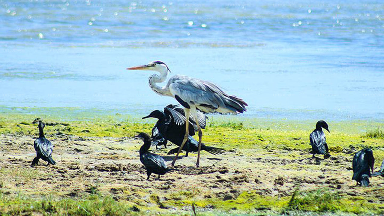 Wildlife Tour Covering Birds and Mammals (14 Days)