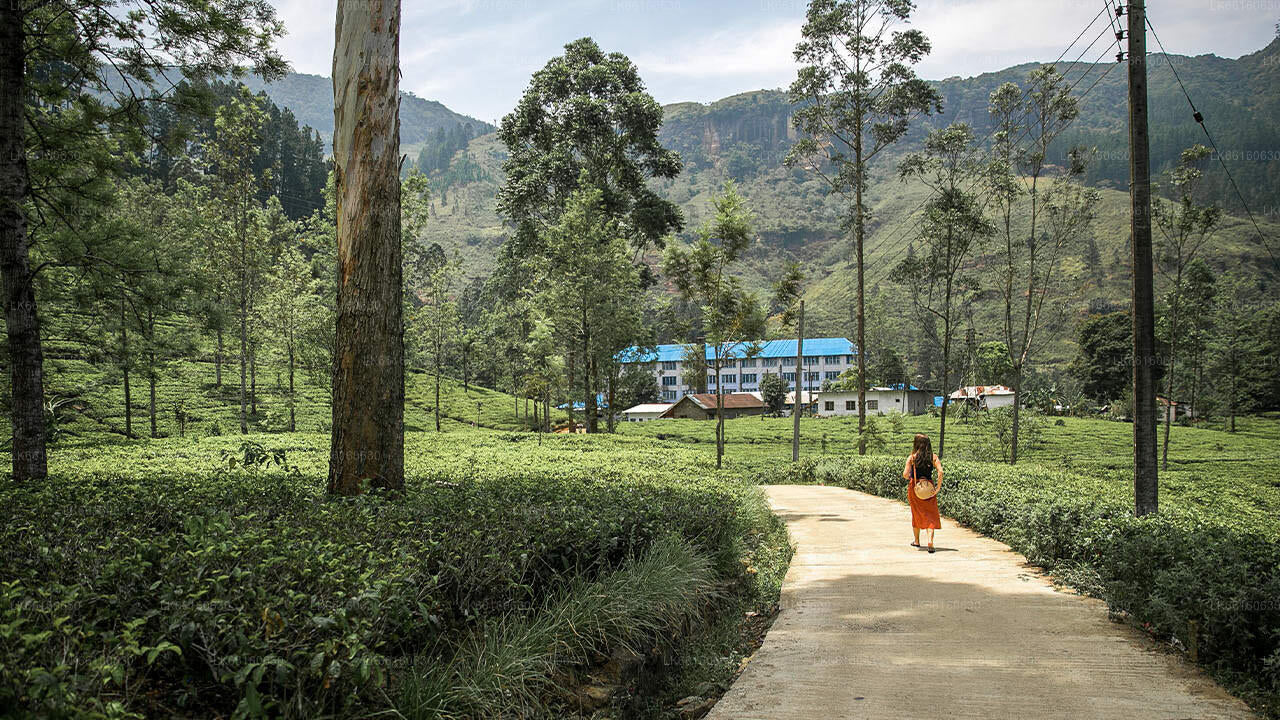 Pleasant Villa, Nuwara Eliya