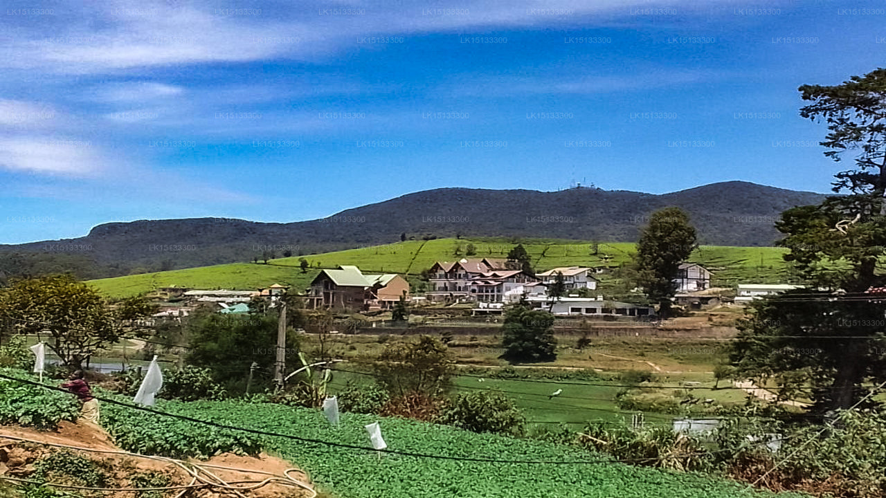 American Star Hotel, Nuwara Eliya