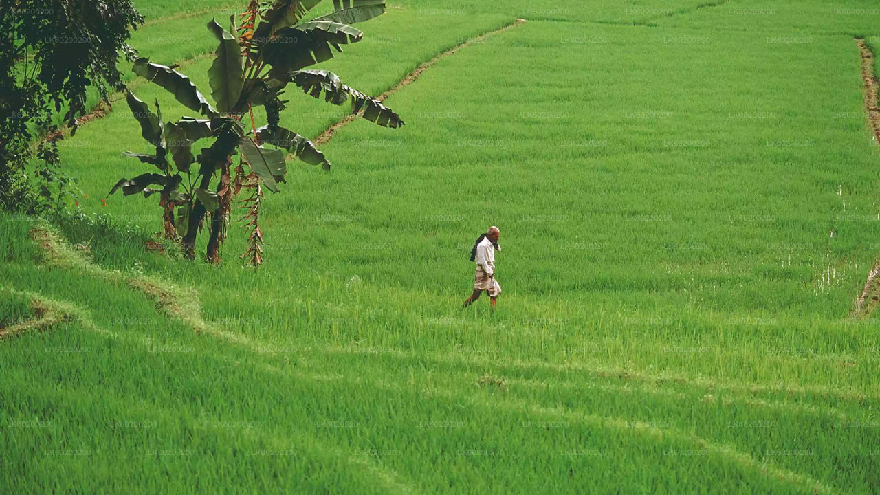 Hiriwadunna Village Tour from Habarana