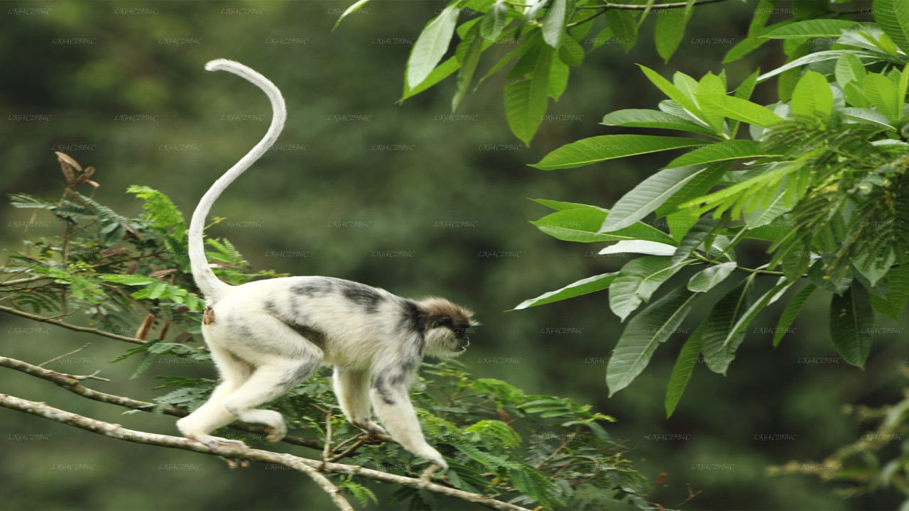 Sinharaja Rain Forest tracking to the Lions Rock