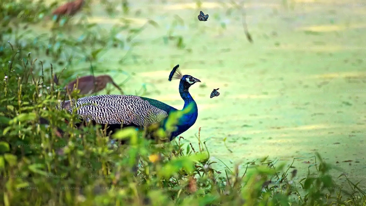 Kaudulla National Park Entrance Tickets