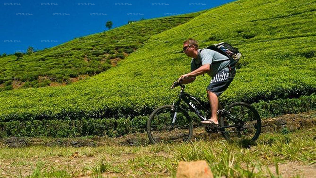 Cycling to Ella Tea Fields