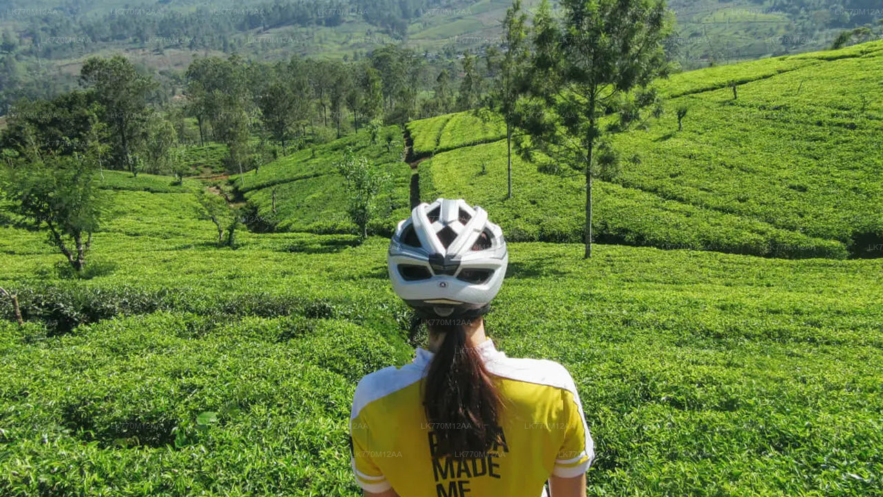 Cycling to Ella Tea Fields