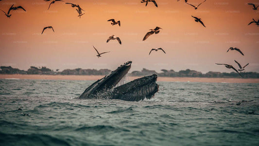 Whale Watching Sunset Yacht Tour from Trincomalee