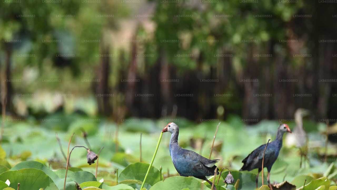 Bundala National Park Private Safari with Naturalist