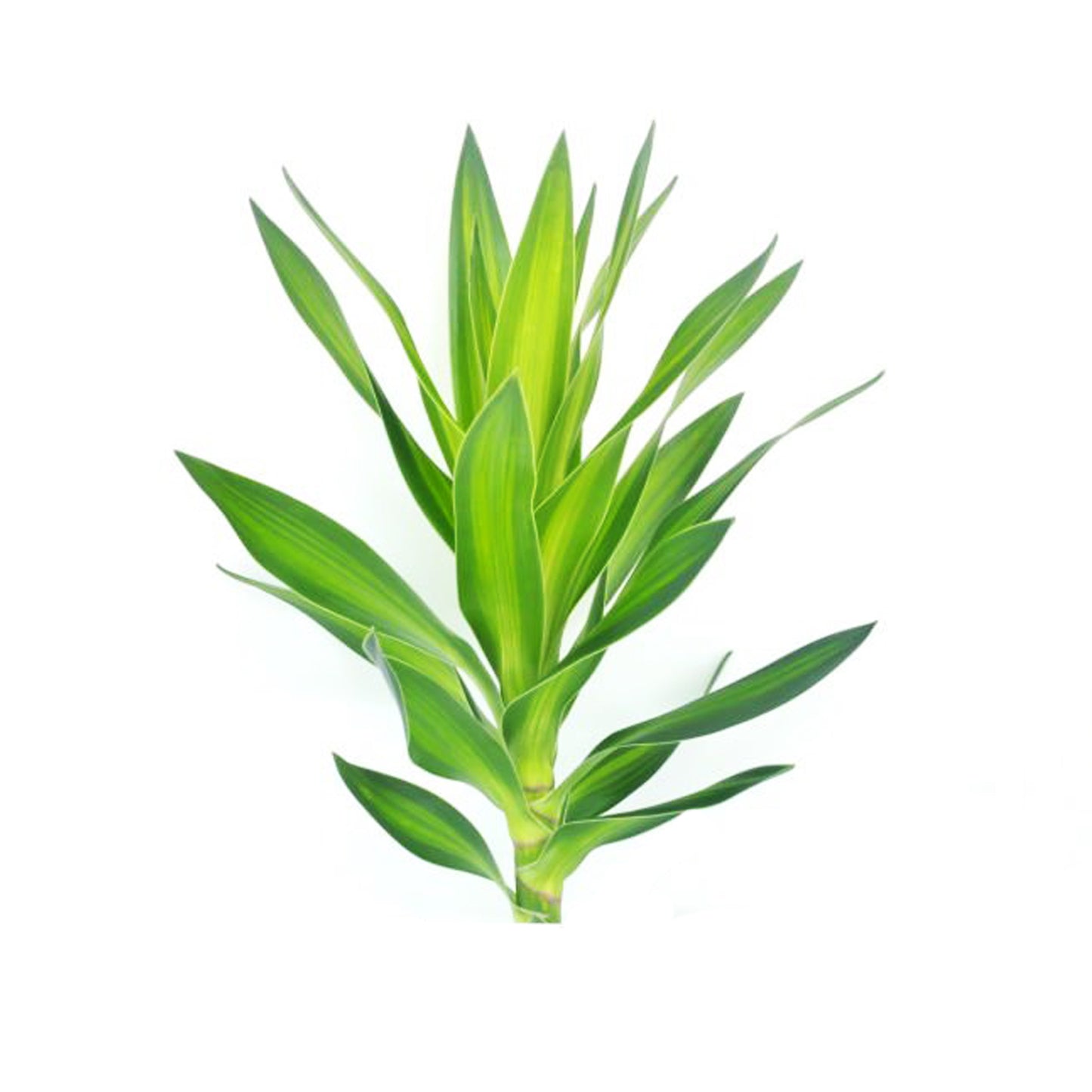 Lakpura Dracaena Reflexa 'Green' (50 Leaves) Medium