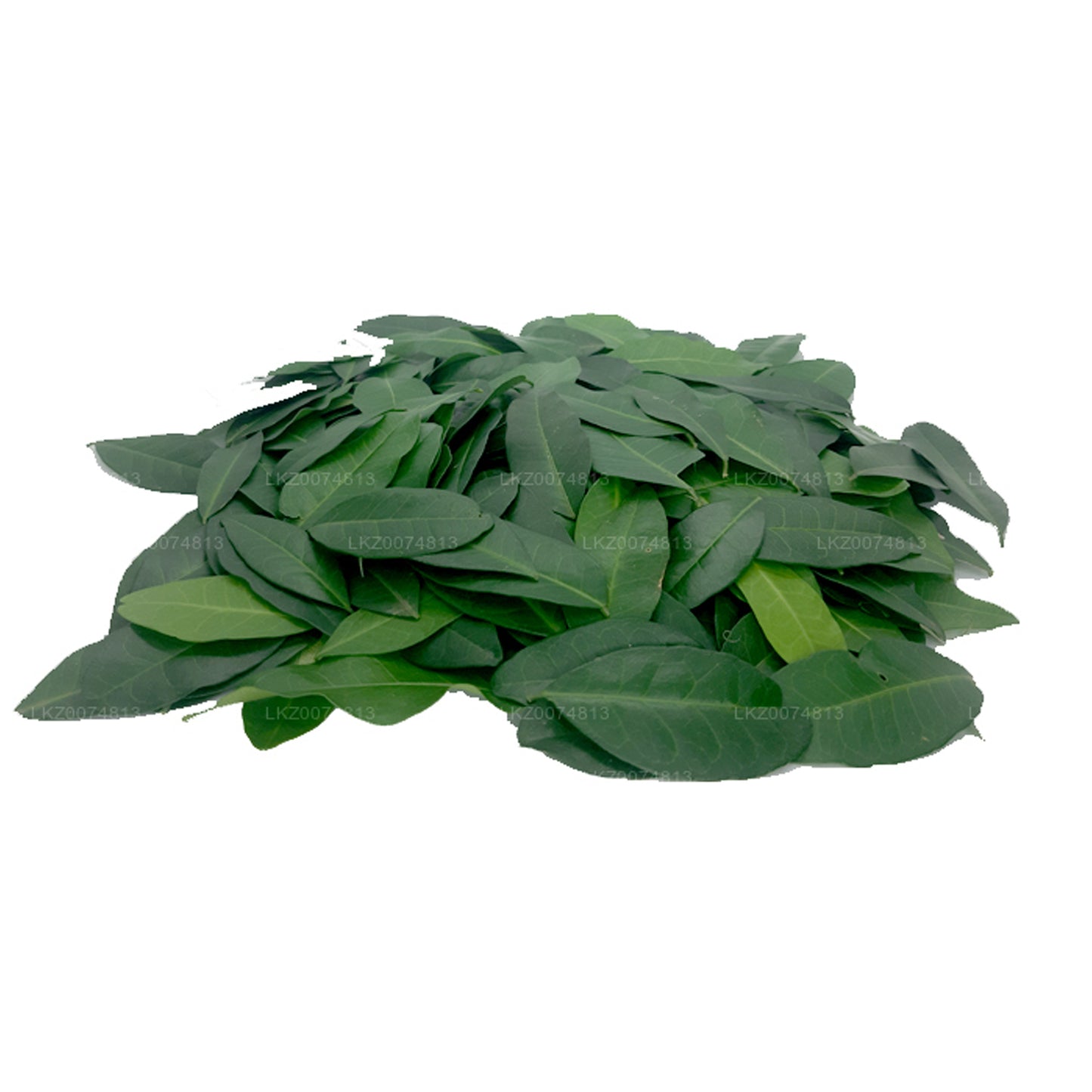 Lakpura Fresh Yaki Naran (Atalantia Ceylanica) 100 Leaves