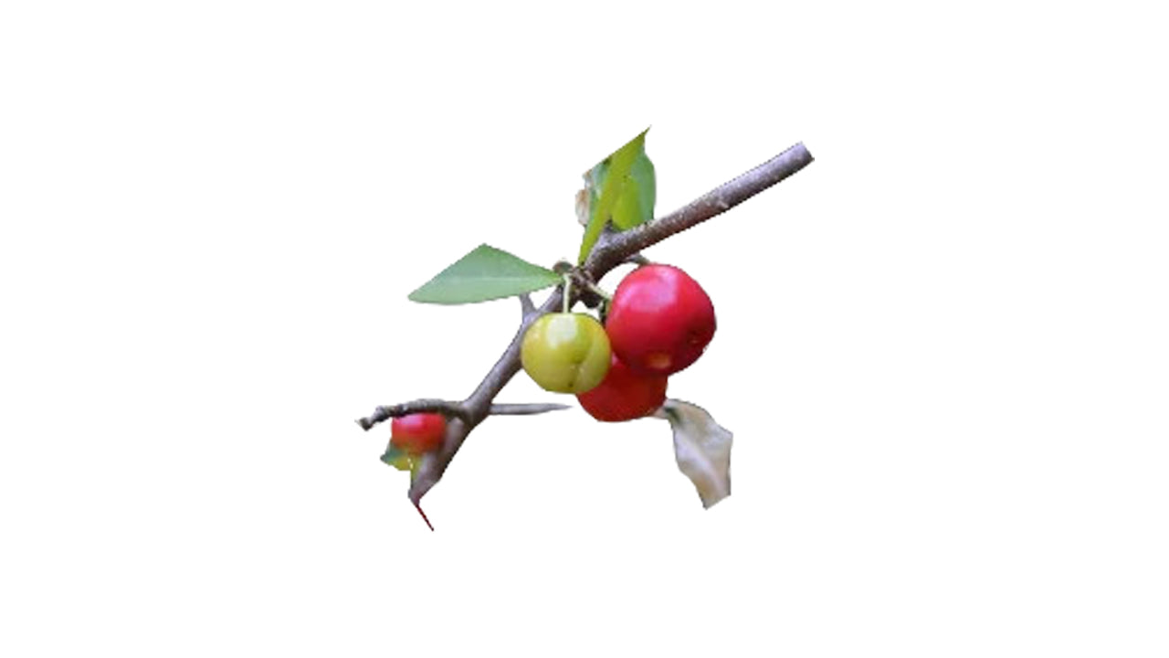 Barbados Cherry  (බා(ර්)බඩෝස් චෙරි (ලේයර්) Fruit Plant