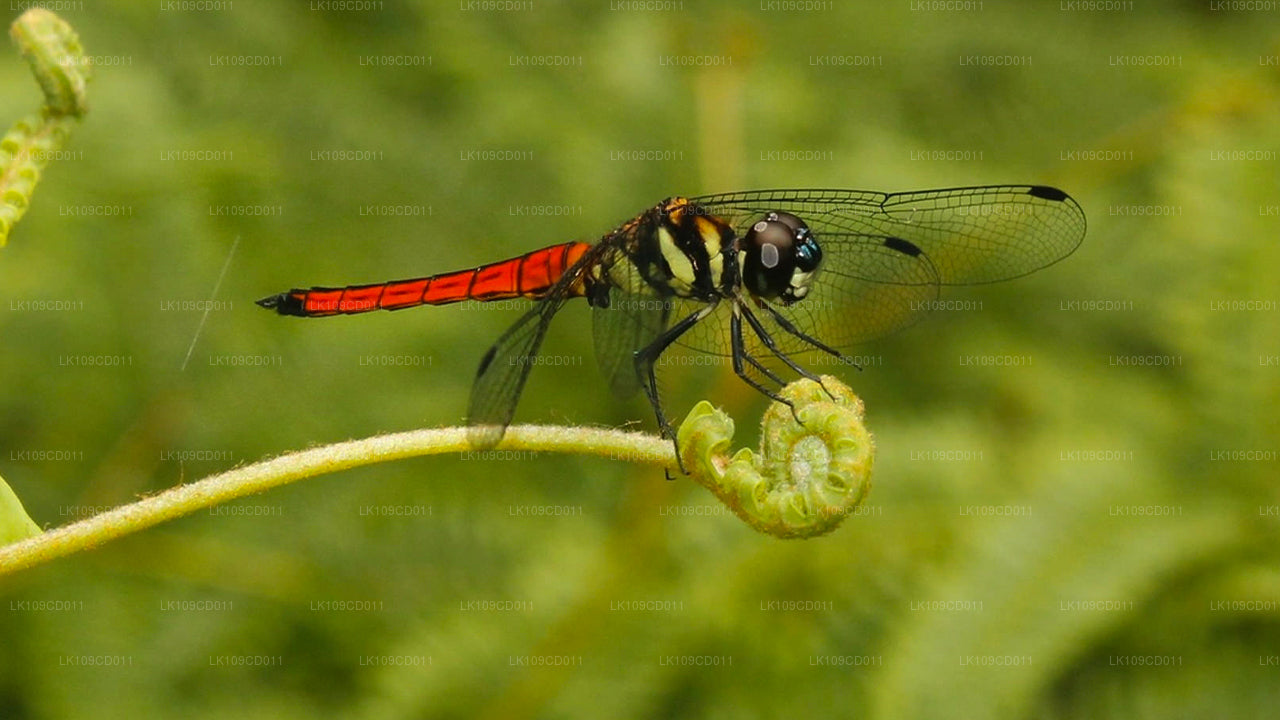 Dragonfly and butterfly watching Tour (9 Days)