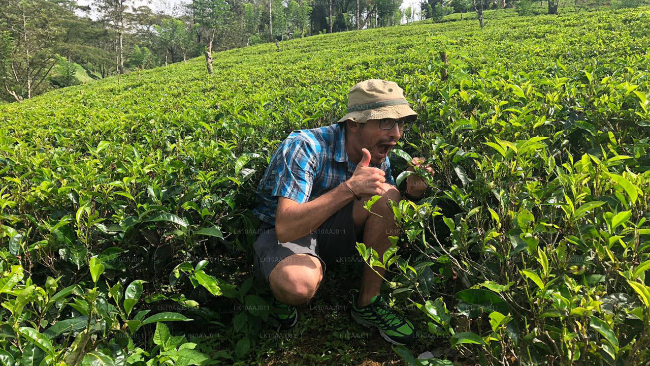 Ceylon Tea Tour (10 Days)