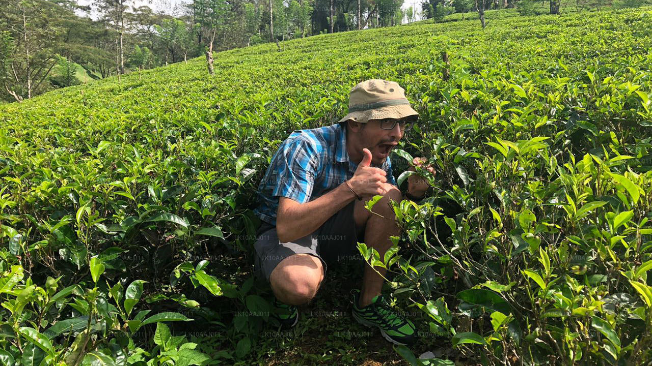 Low-grown Tea Factory Visit and Tea Tasting Experience