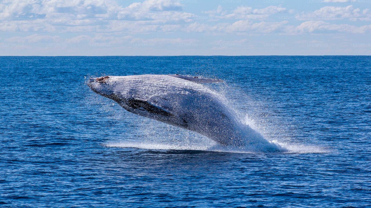 Whale Watching Boat Tour from Galle