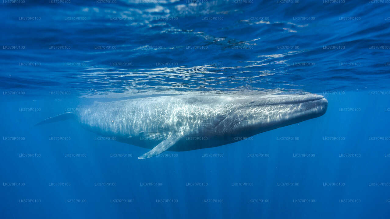 Whale Watching Boat Tour from Galle