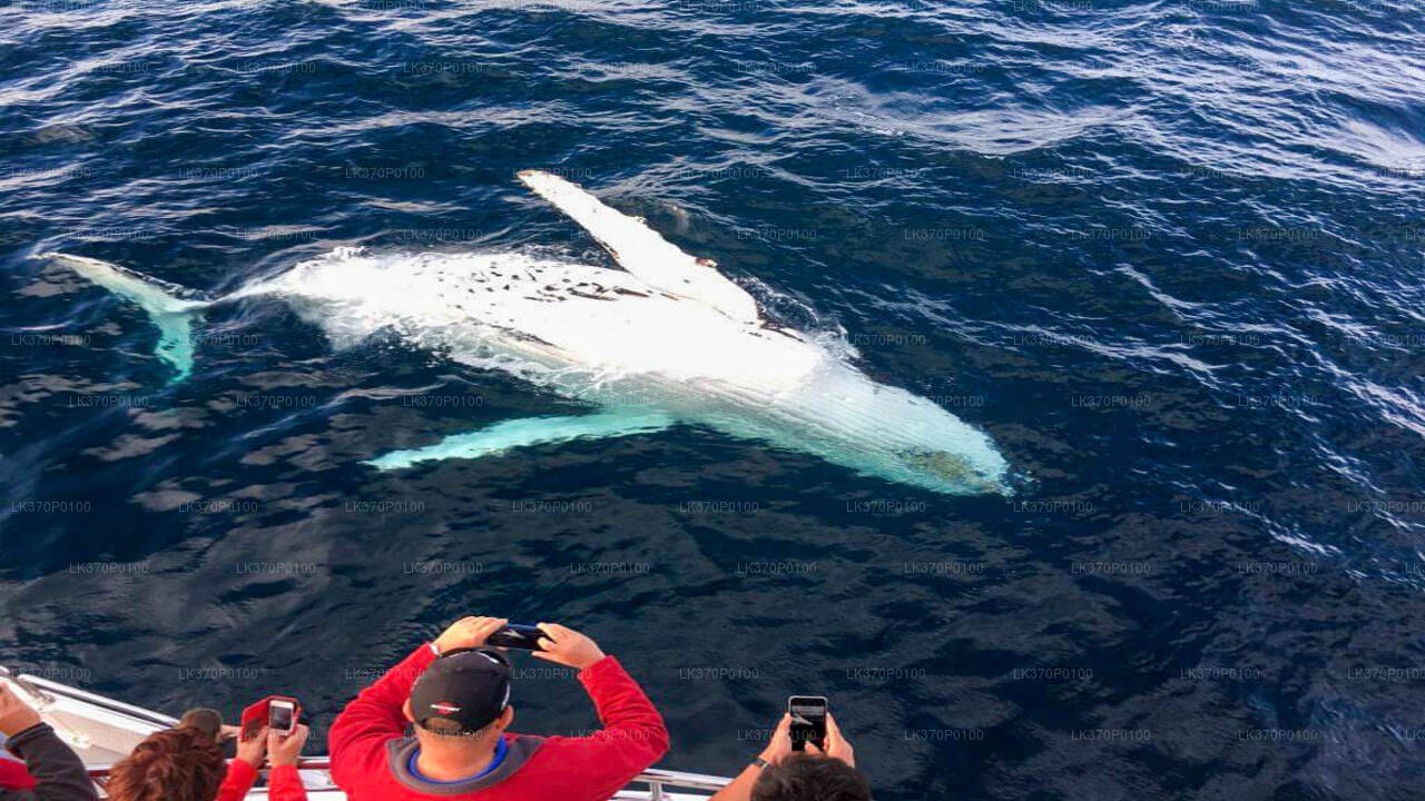 Whale Watching Boat Tour from Galle