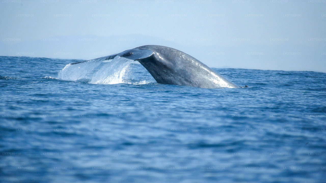 Whale Watching Boat Tour from Hikkaduwa