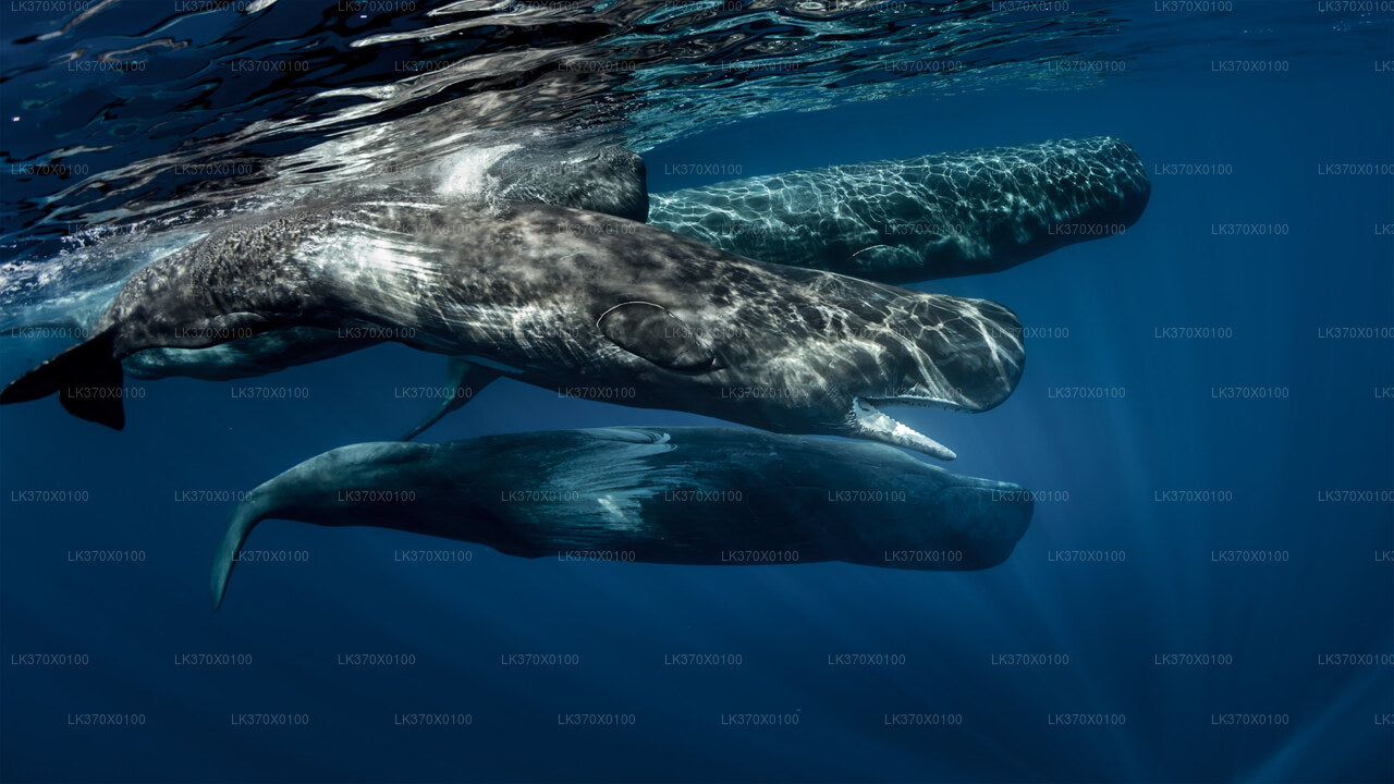 Whale Watching Boat Tour from Hikkaduwa