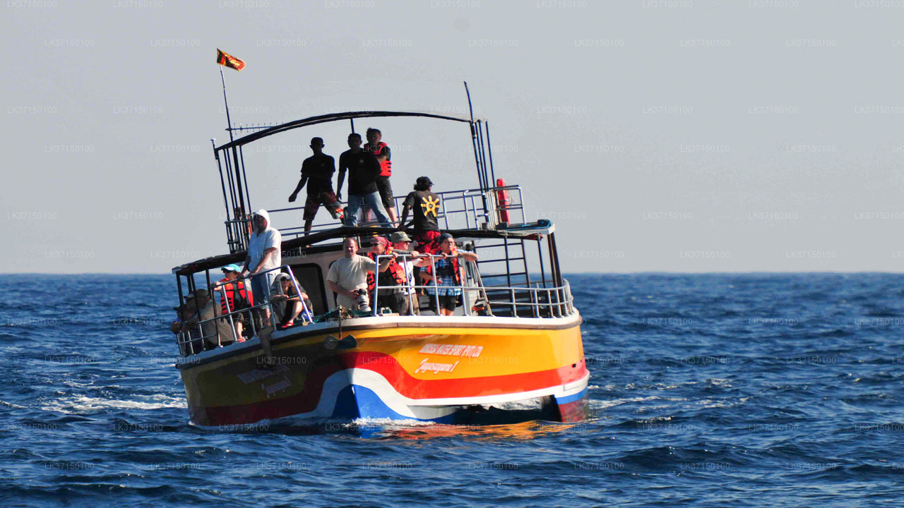 Whale Watching Boat Tour from Kalpitiya