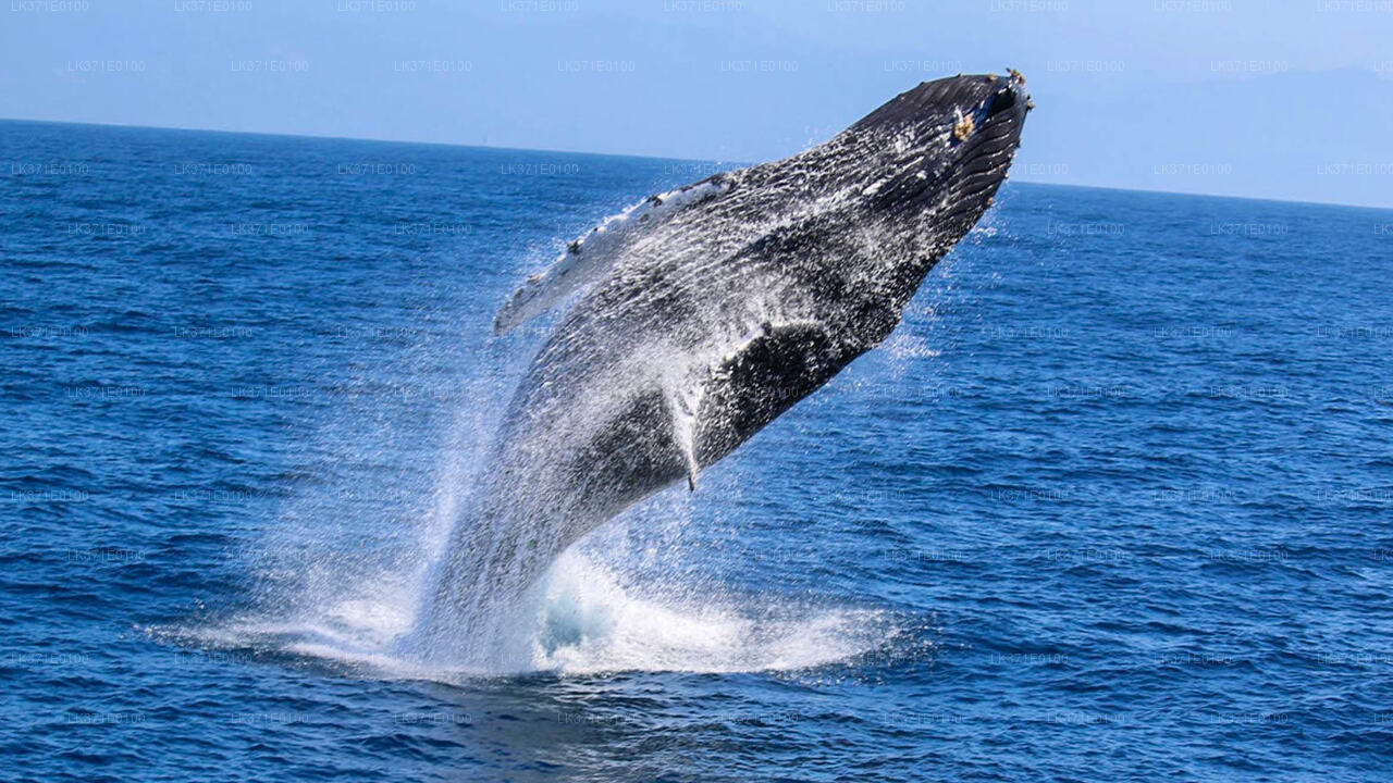 Whale Watching Boat Tour from Koggala