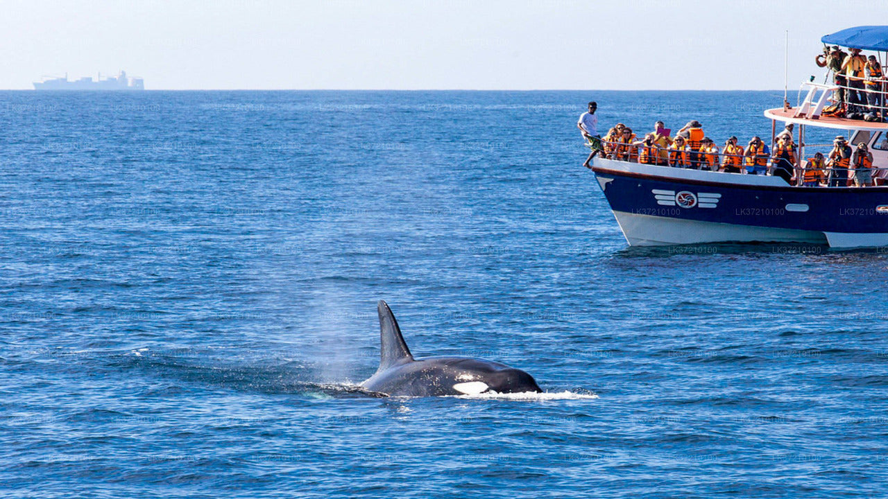Whale Watching from Tangalle