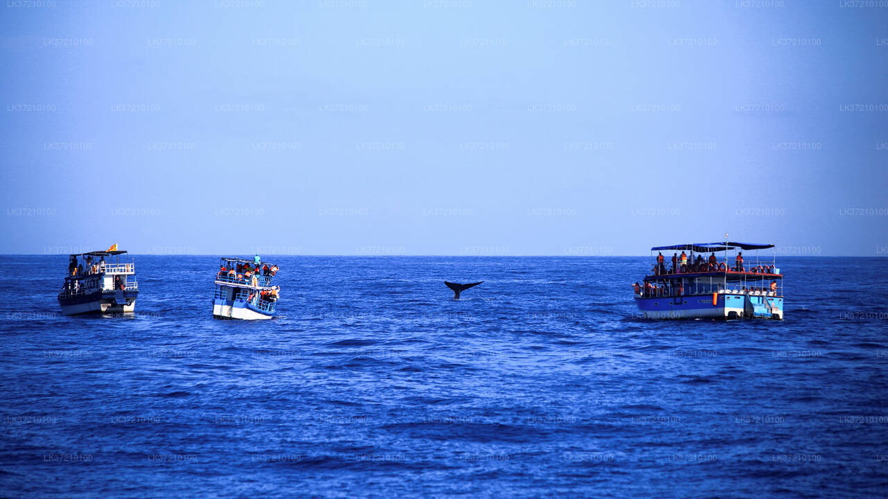 Whale Watching from Tangalle