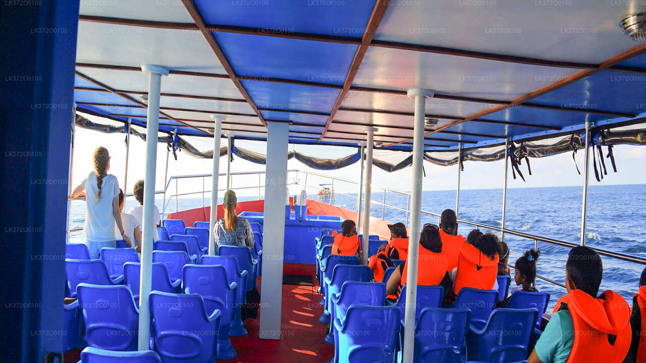 Whale Watching Boat Tour in Mirissa