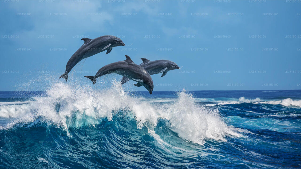 Dolphin Watching Boat Tour from Kalpitiya