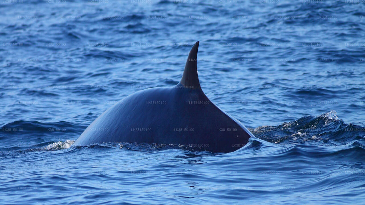 Dolphin Watching Boat Tour from Kalpitiya