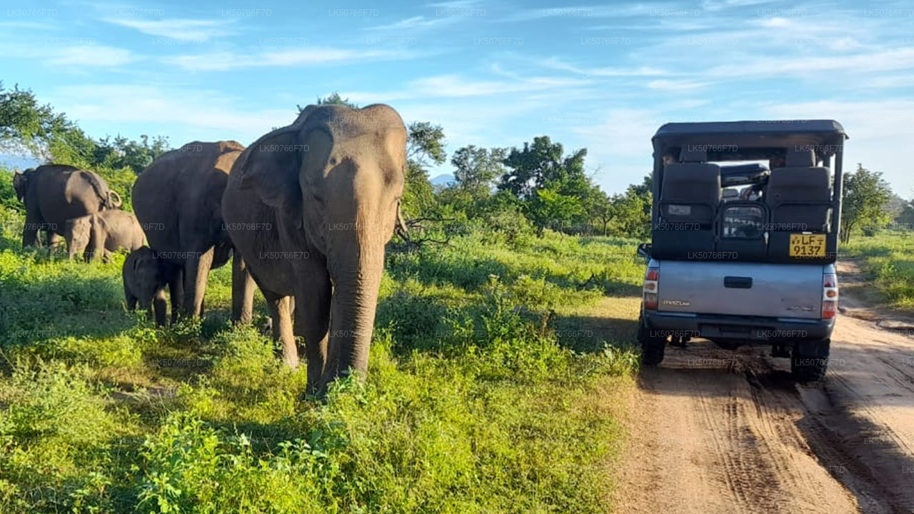 Udawalawe National Park Private Safari with Naturalist