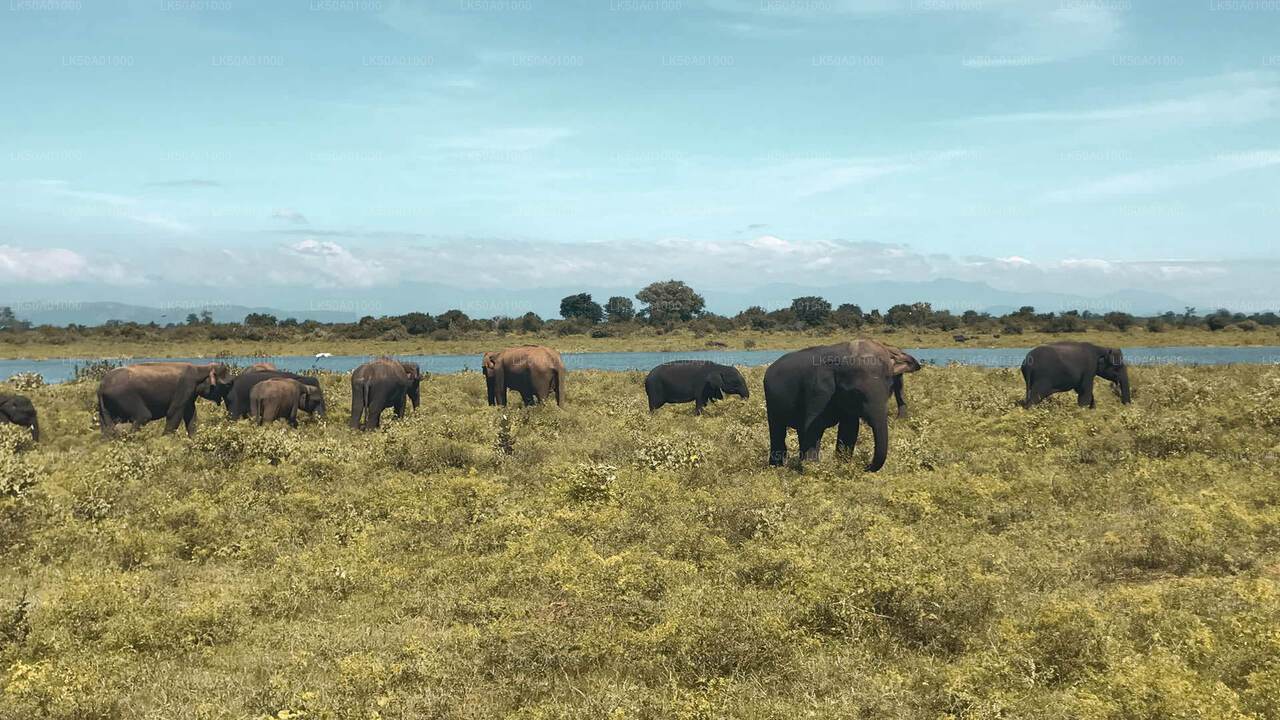 Udawalawe National Park Private Safari with Naturalist