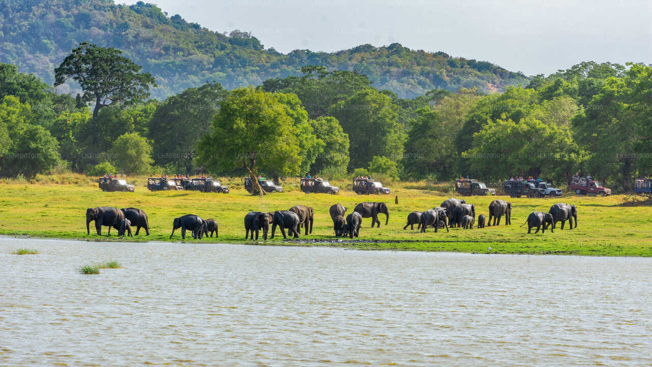 Minneriya National Park Safari From Polonnaruwa