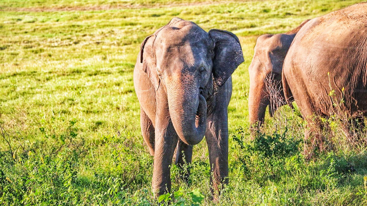 Hurulu Eco Park Private Safari