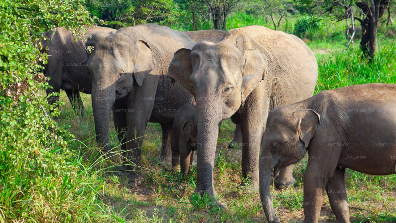 Hurulu Eco Park Private Safari