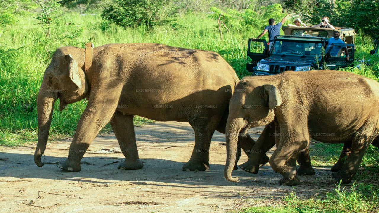 Hurulu Eco Park Private Safari from Dambulla