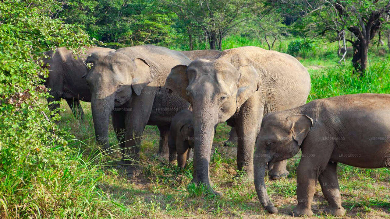 Hurulu Eco Park Private Safari from Dambulla