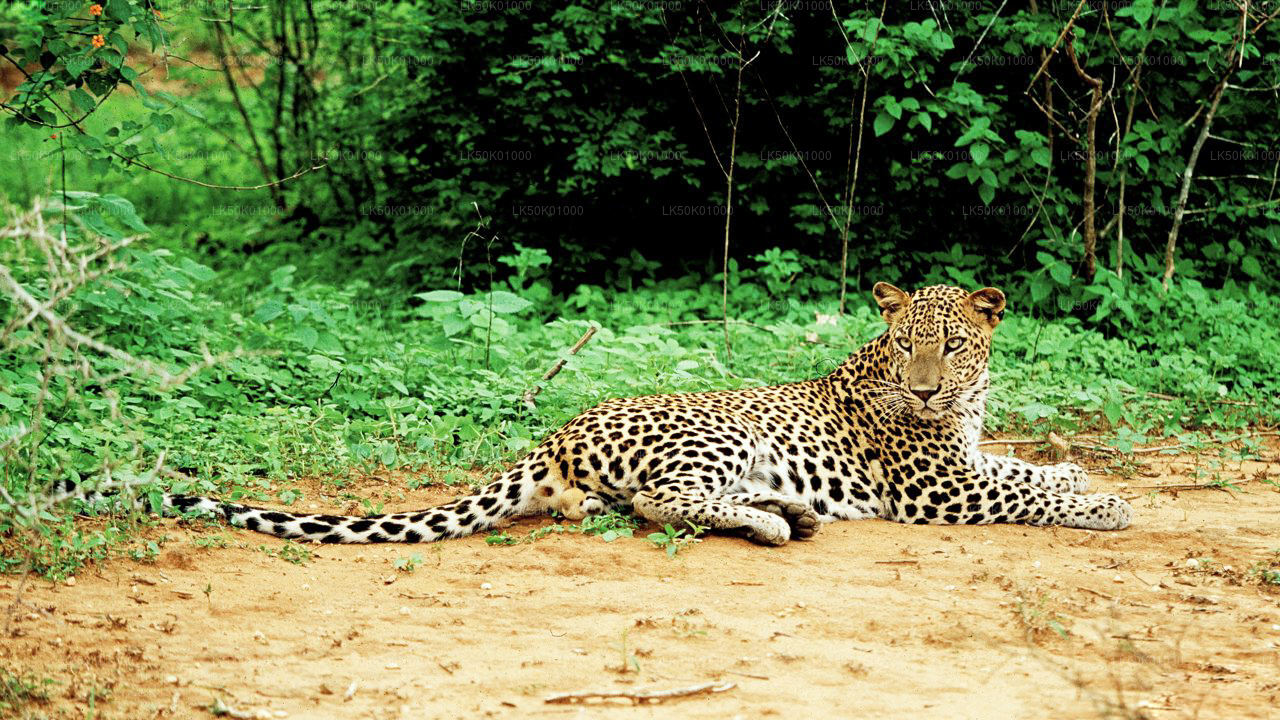 Lunugamvehera National Park Private Safari