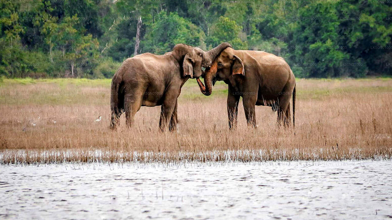 Maduru Oya National Park Private Safari