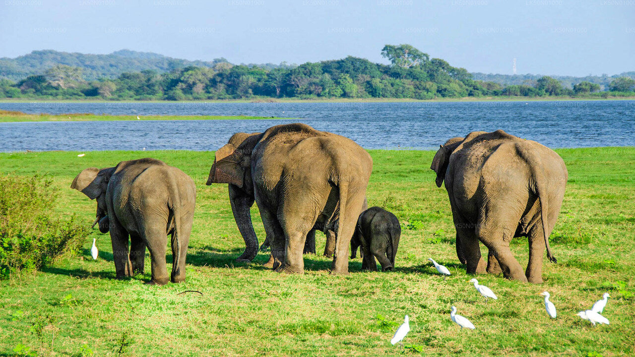 Maduru Oya National Park Private Safari