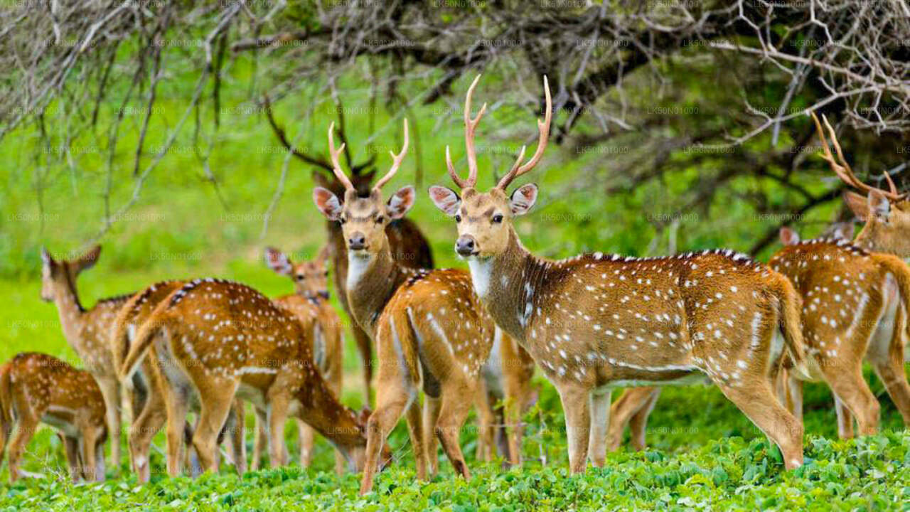 Maduru Oya National Park Private Safari