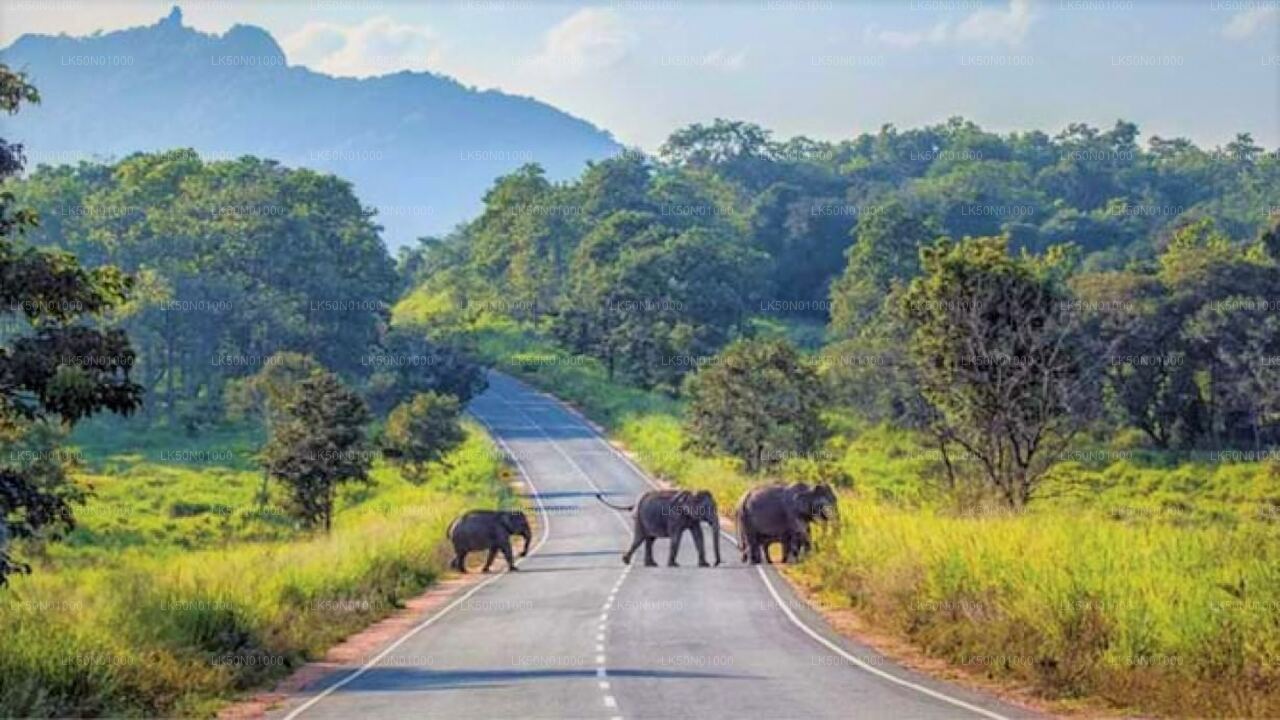 Maduru Oya National Park Private Safari with Naturalist