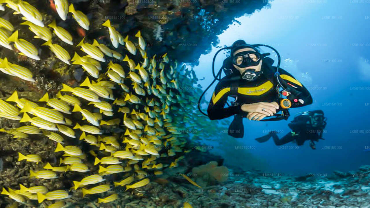 Snorkeling in Talawila St. Anne's Reef from Kalpitiya