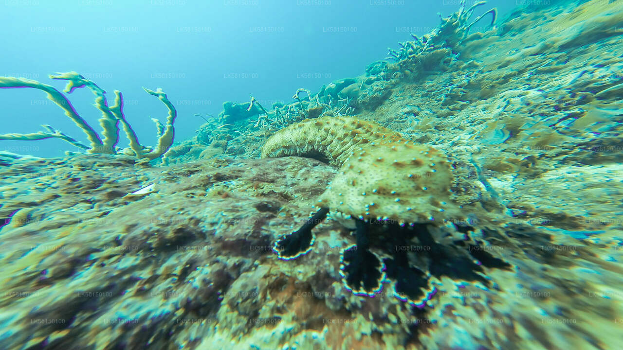 Snorkeling in Talawila St. Anne's Reef from Kalpitiya