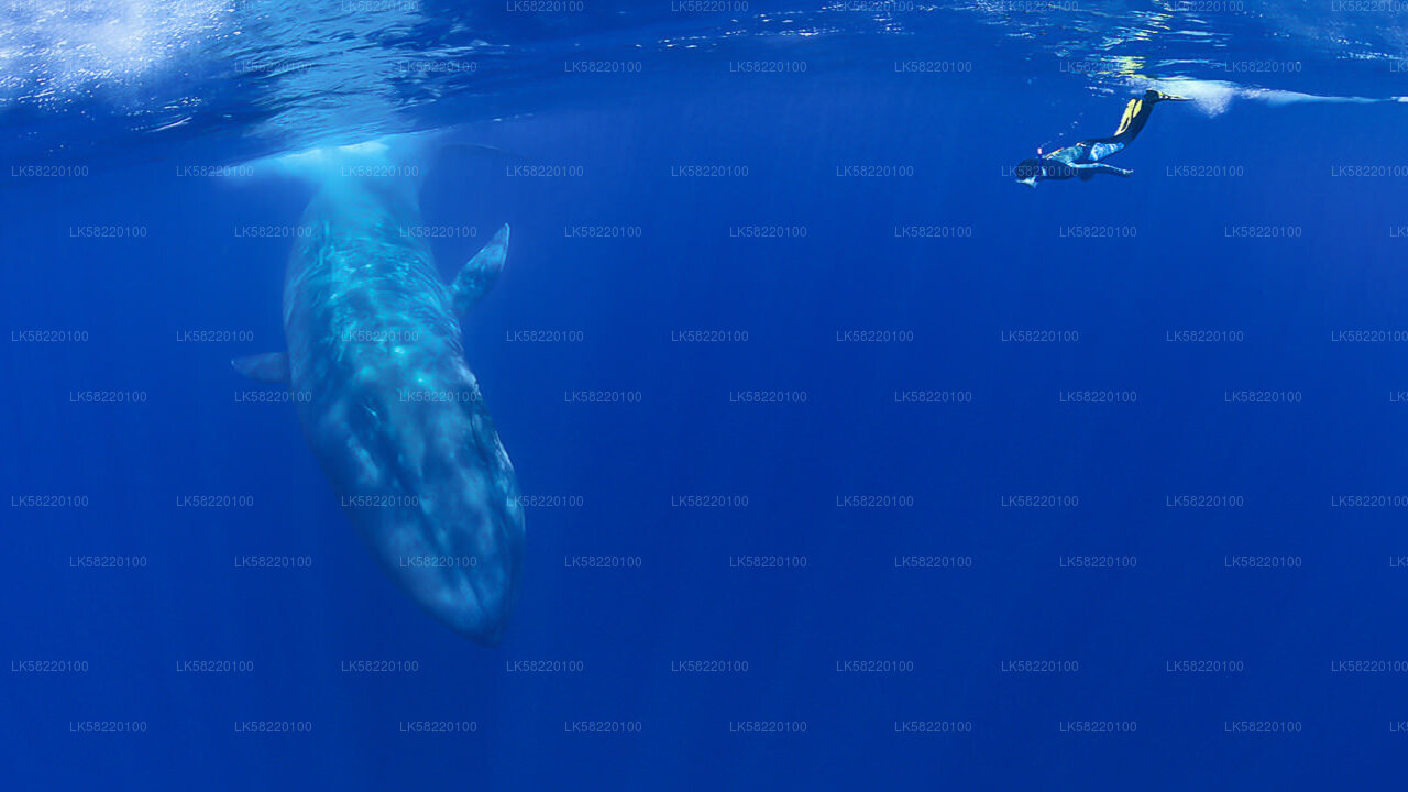Snorkeling with Whales in Trincomalee
