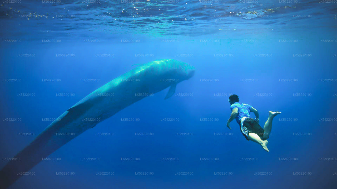 Snorkeling with Whales in Trincomalee