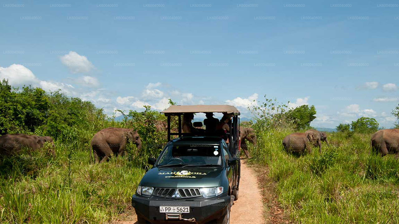Udawalawe National Park Safari from Galle