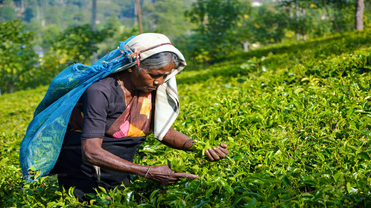 Tea Estate Experience from Ella